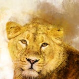Female Lion in watercolor, Predator. royalty free illustration Female Lion in watercolor, Predator. royalty free illustration