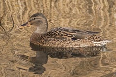 A female mallard duck on Southampton Common Stock Image A female mallard duck on Southampton Common Stock Image