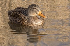A female mallard duck on the Ornamental Pond Southampton Common Royalty Free Stock Photo A female mallard duck on the Ornamental Pond Southampton Common Royalty Free Stock Photo