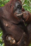 Female Mother Orangutan and her baby Stock Photos Female Mother Orangutan and her baby Stock Photos