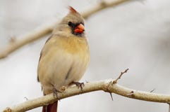 Female northern cardinal