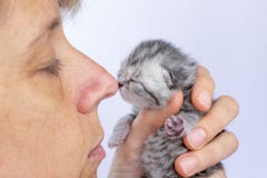 Female Nose Touching Nose Of Young Cat Stock Image Female Nose Touching Nose Of Young Cat Stock Image