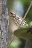 Female Purple Finch Stock Images