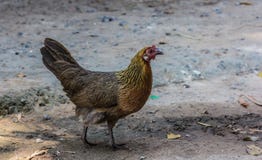 Female Red Junglefowl royalty free stock images Female Red Junglefowl royalty free stock images