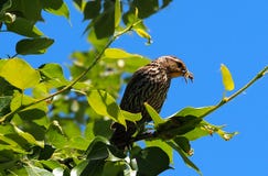 Red Winged Blackbird Or Agelaius Phoeniceus Royalty Free Stock Photography Red Winged Blackbird Or Agelaius Phoeniceus Royalty Free Stock Photography