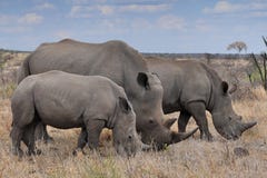 Female Rhino With 2 Calves In Kruger NP,South Africa Stock Image