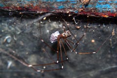 Female spider with egg sac Stock Photo Female spider with egg sac Stock Photo