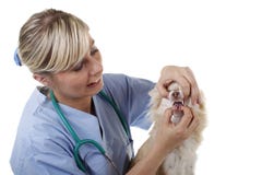 Female vet checks the condition of the teeth of a dog Royalty Free Stock Photos Female vet checks the condition of the teeth of a dog Royalty Free Stock Photos