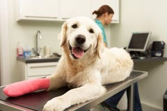 Female Veterinary Surgeon Treating Dog