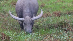 Female Water buffalo or Domestic Asian water buffalo /Bubalus bubalis/ eats grass in the pasture