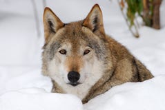 Female Wolf On The Snow Stock Photography
