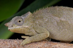 Femelle du caméléon de Fischer image stock Femelle du caméléon de Fischer image stock