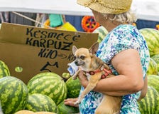 Femme agée tenant un petit chien qui achète des pastèques sur le bazar photographie stock libre de droits Femme agée tenant un petit chien qui achète des pastèques sur le bazar photographie stock libre de droits