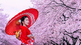 Femme asiatique utilisant le kimono et les fleurs de cerisier traditionnels japonais au printemps, le Japon photographie stock Femme asiatique utilisant le kimono et les fleurs de cerisier traditionnels japonais au printemps, le Japon photographie stock