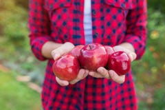 Femme moissonnant des pommes Images libres de droits Femme moissonnant des pommes Images libres de droits
