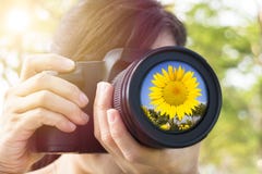 Femme prenant la photo avec le tournesol image libre de droits Femme prenant la photo avec le tournesol image libre de droits