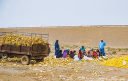 Femmes arabes au travail Femmes arabes au travail
