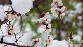 Fenômeno raro Neve na mola Ramos da árvore de maçã de florescência em que a neve se encontra Neve em flores clima filme Fenômeno raro Neve na mola Ramos da árvore de maçã de florescência em que a neve se encontra Neve em flores clima filme