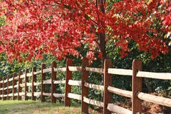 Fence in the Fall