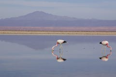Fenicotteri nel lago di sale del deserto di atakama in peperoncino rosso immagine stock libera da diritti Fenicotteri nel lago di sale del deserto di atakama in peperoncino rosso immagine stock libera da diritti
