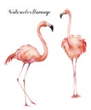 Fenicotteri rosa di flirt dell'acquerello due messi Uccelli esotici luminosi dipinti a mano isolati su fondo bianco Vita selvaggi illustrazione vettoriale Fenicotteri rosa di flirt dell'acquerello due messi Uccelli esotici luminosi dipinti a mano isolati su fondo bianco Vita selvaggi illustrazione vettoriale