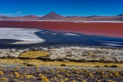 Fenicotteri rosa a Laguna Colorada Altiplano Bolivia immagine stock Fenicotteri rosa a Laguna Colorada Altiplano Bolivia immagine stock