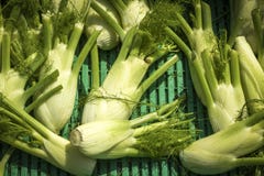 Fennel Bulbs in the market stock photography Fennel Bulbs in the market stock photography