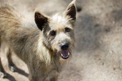 Feral dogs standing on street wants feeding from people royalty free stock photo Feral dogs standing on street wants feeding from people royalty free stock photo