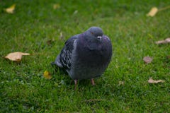 Feral Pigeon Columba livia domestica portrait standing on grass in Autumn with fallen brown leaves royalty free stock photo Feral Pigeon Columba livia domestica portrait standing on grass in Autumn with fallen brown leaves royalty free stock photo