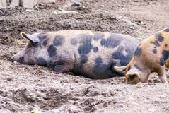 Ferme des porcs : mère et enfant image stock Ferme des porcs : mère et enfant image stock