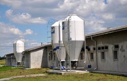 Ferme pour les porcs grandissants photos stock Ferme pour les porcs grandissants photos stock