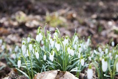 Fermez-vous d'un groupe de perce-neige dans un forrest pendant la chute images libres de droits Fermez-vous d'un groupe de perce-neige dans un forrest pendant la chute images libres de droits