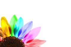 Fermez-vous d'un tournesol coloré par arc-en-ciel Photographie stock Fermez-vous d'un tournesol coloré par arc-en-ciel Photographie stock