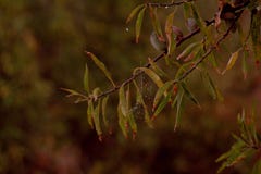 Fermez-vous d'une amande sur une branche photos stock Fermez-vous d'une amande sur une branche photos stock