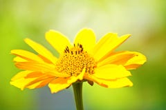 Fermez-vous d'une belle fleur photo stock Fermez-vous d'une belle fleur photo stock