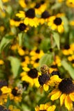 Fermez-vous de l'abeille pollinisant la fleur jaune Fleurs et abeilles jaunes à l'arrière-plan Jardins rentrés par photo dans le photographie stock libre de droits Fermez-vous de l'abeille pollinisant la fleur jaune Fleurs et abeilles jaunes à l'arrière-plan Jardins rentrés par photo dans le photographie stock libre de droits