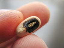Fermez-vous de l'unguiculata aux yeux noirs simple de Vigna de pois ou de haricot photo libre de droits Fermez-vous de l'unguiculata aux yeux noirs simple de Vigna de pois ou de haricot photo libre de droits