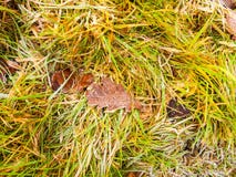 Fermez-vous de la feuille congelée givrée de chêne brun sur l'herbe image libre de droits Fermez-vous de la feuille congelée givrée de chêne brun sur l'herbe image libre de droits