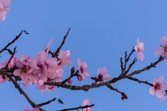 Fermez-vous des arbres d'amande de floraison Belle fleur d'amande sur les branches au-dessus du ciel bleu, au fond de printemps à photographie stock libre de droits Fermez-vous des arbres d'amande de floraison Belle fleur d'amande sur les branches au-dessus du ciel bleu, au fond de printemps à photographie stock libre de droits