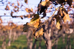 Fermez-vous des feuilles de vin sec sur le fond de tache floue dans Autumn Day images stock Fermez-vous des feuilles de vin sec sur le fond de tache floue dans Autumn Day images stock