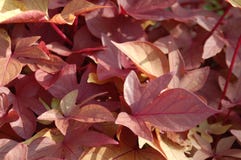 Fermez-vous des feuilles jaunes roses rouges image stock Fermez-vous des feuilles jaunes roses rouges image stock