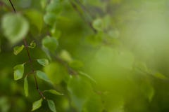 Fermez-vous des feuilles vertes naturelles Beau fond d'arbre photographie stock libre de droits Fermez-vous des feuilles vertes naturelles Beau fond d'arbre photographie stock libre de droits