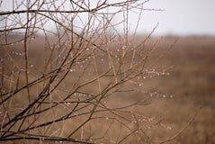 Fermez-vous des gouttes de pluie sur les branches sans feuilles sur le fond brouillé photo libre de droits Fermez-vous des gouttes de pluie sur les branches sans feuilles sur le fond brouillé photo libre de droits