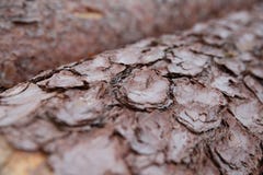 Fermez-vous des troncs d'arbre empilés, écorce Image libre de droits Fermez-vous des troncs d'arbre empilés, écorce Image libre de droits