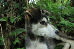 Fermez-vous du côté d'un noir avec la tête blanche et mignonne d'un chiot avec la forêt à l'arrière-plan photos libres de droits Fermez-vous du côté d'un noir avec la tête blanche et mignonne d'un chiot avec la forêt à l'arrière-plan photos libres de droits