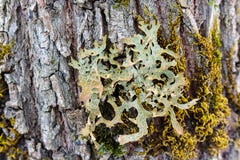 Fermez-vous du lichen coloré images libres de droits Fermez-vous du lichen coloré images libres de droits