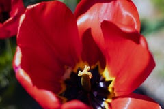 Fermez-vous sur le pistil et les stamens photos stock Fermez-vous sur le pistil et les stamens photos stock