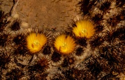Fermez-vous sur un cactus avec des fleurs photo stock Fermez-vous sur un cactus avec des fleurs photo stock