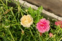 Fermez-vous vers le haut de la fleur jaune et rose de portulaca photo stock Fermez-vous vers le haut de la fleur jaune et rose de portulaca photo stock