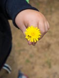 Fermez-vous vers le haut de la main mignonne d'un enfant tenant une fleur de belle fleur jaune de pissenlit avec la fourmi images stock Fermez-vous vers le haut de la main mignonne d'un enfant tenant une fleur de belle fleur jaune de pissenlit avec la fourmi images stock